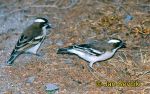 Photo of vrabec bělohrdlý, Plocepasser mahali, White-browed Sparrow-weaver