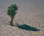 Photo of pouštní bonsai, bonsai in the desert, Morocco.
