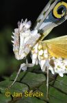 Photo of kudlanka Pseudocreobotra wahlbergii Spiny Flower Praying Mantis Blutenmantis