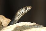 Photo of ptyas  Ptyas mucosa Banded Rat Snake Asiatische Ratten Schlange