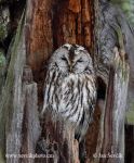 Photo of puštík obecný Strix aluco Tawny Owl Waldkauz