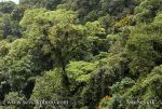 Pictur of deštný les Rain Forest Regenwald Arenal