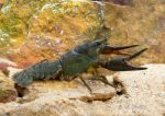Photo of rak říční Astacus astacus European Crayfish Edelkrebs