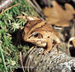 Photo of skokan ostronosý Rana arvalis Moor Frog Moorfrosh