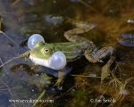 Photo of skokan krátkonohý Rana lessonae Pool Frog Kleiner Wasserfrosch