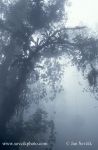Photo of  horský deštný les mountain rain forest Henri Pittier National Park  Rancho Grande Venezu