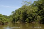 Photo of řeka Rio Tarcoles river mangrove