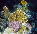 Photo of korálový útes coral reef red Sea Egypt