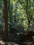 Photo of deštný les rain forest Soberania NP Panama