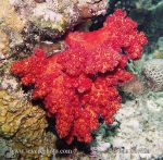 Photo of měkký korál Nephtheidae sp. Soft Coral