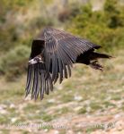 Photo of sup hnědý Aegypius monachus Black Vulture Monchsgeier