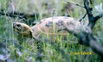 Photo of želva stepní Testudo (Agryonemys) horsfieldi Russian Tortoise Russische Landschildkrot
