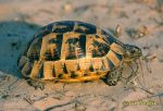 Photo of Testudo graeca, Maurische Landschildkröte, Mediterranean spur-thighed tortoise, želva žlu
