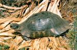 Photo of Testudo marginata, Breitrandschildkröte, Marginated tortoise, Želva vroubená.