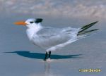 Photo of Royal Tern Charrán Real Thalasseus maximus