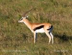 Photo of gazela Thomsonova Eudorcas Thomsonii Thomson´s Gazell Thomson-Gazelle