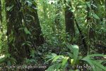 Photo of Tortuguero National Park Costa Rica rain forest