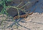 Photo of varan pustinný Varanus griseus Desert monitor
