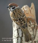 Photo of vrabec polní Passer montanus Tree Sparrow Feld Sperling