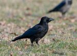 Photo of vrána obecná Corvus corone Hooded Crow Nebelkrahe