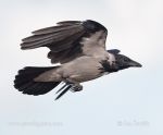Photo of vrána obecná Corvus corone Hooded Crow Nebelkrahe