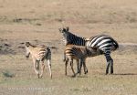 Photo of  zebra stepní Boehmova Equus quagga boehmi Steppenzebra Zebra