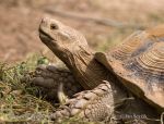 Photo of želva ostruhatá Geochelone sulcata African Spurred Tortoise Spornschildkrote