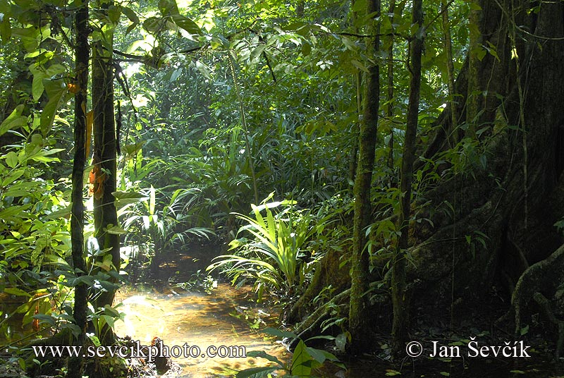 Photo of Tortuguero National Park Costa Rica