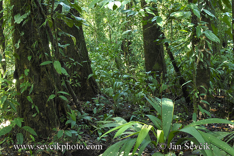 Photo of Tortuguero National Park Costa Rica rain forest
