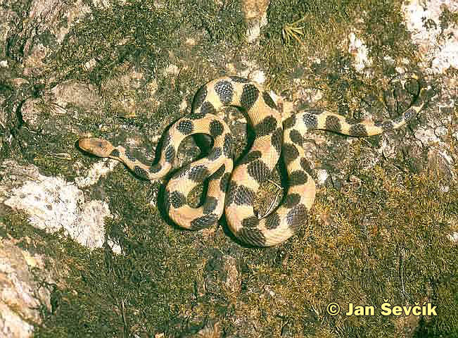 Photo of Tropidophis semicinctus Cuba