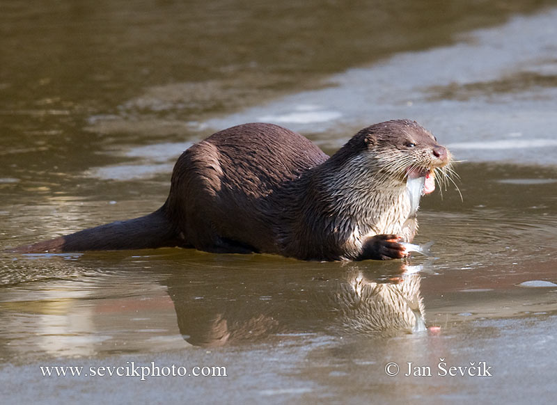 Photo of vydra Lutra lutra Otter Fischotter